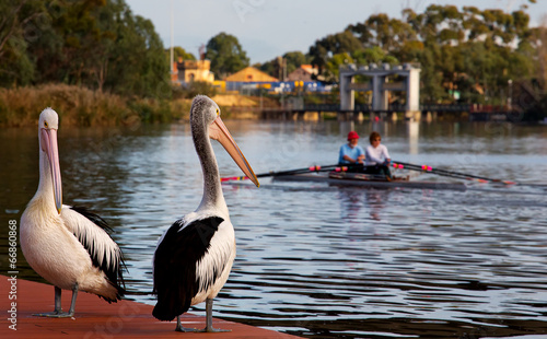 Two rowers and two pelicans, Adelaide