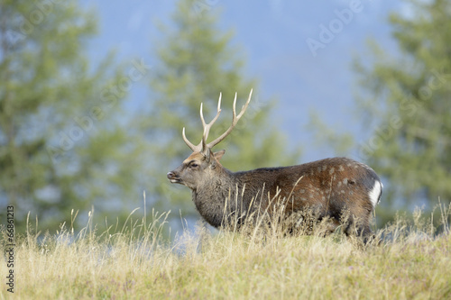 Fototapeta Naklejka Na Ścianę i Meble -  Red deer (Cervus elaphus) walking in high grass and in rut.