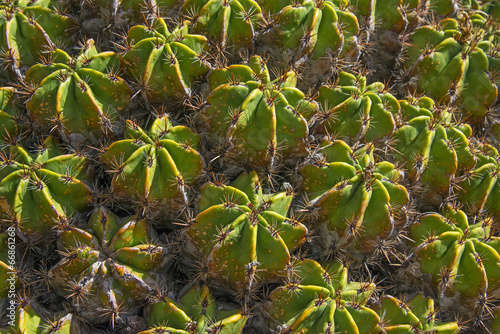 cactus background
