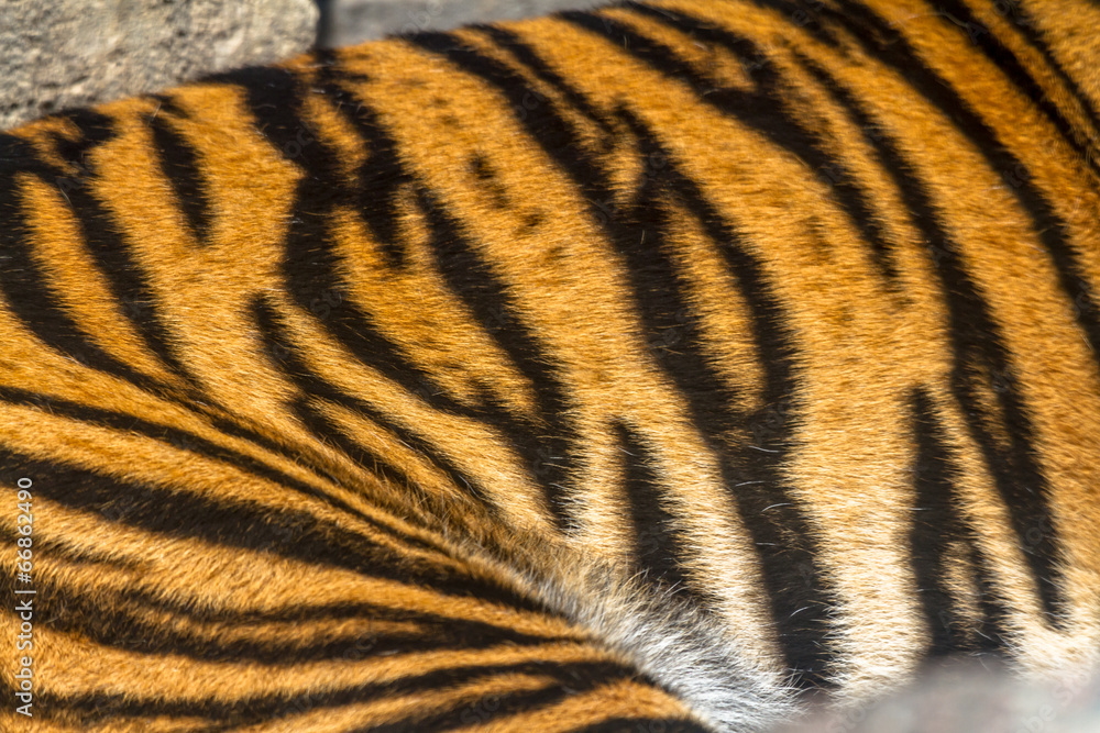 Bengal tiger Bengal tiger