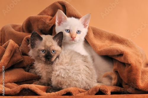 German Rex Mix Kätzchen Kitten Geschwister mit Decke