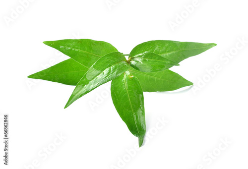 Leaves kesum or persicaria odorata