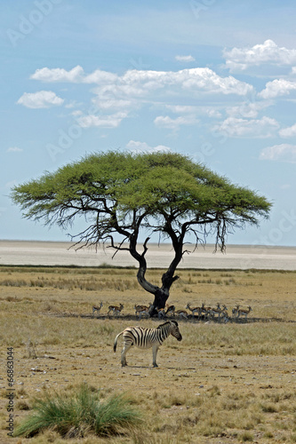 Zebra und Springböcke Etosha Nationalpark