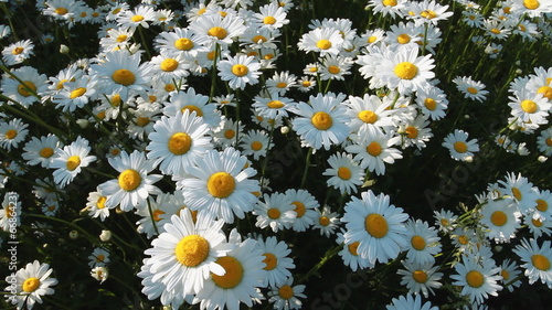Motion Through Camomiles. Camomile Shot With Slider.