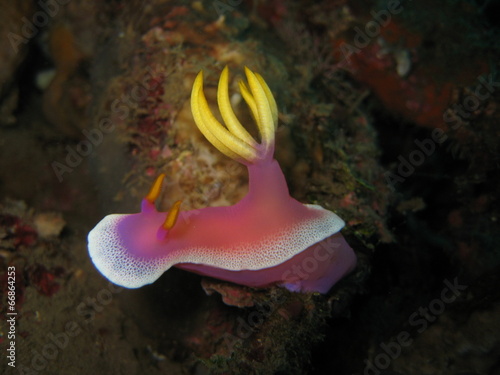 Nudibranch