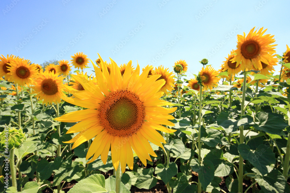 Fototapeta premium France - Mondragon - Tournesols