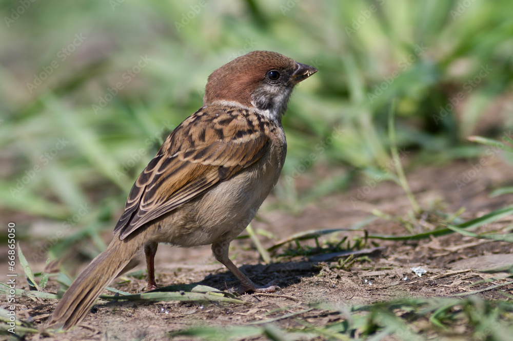 Tree sparrow, Passer montanus