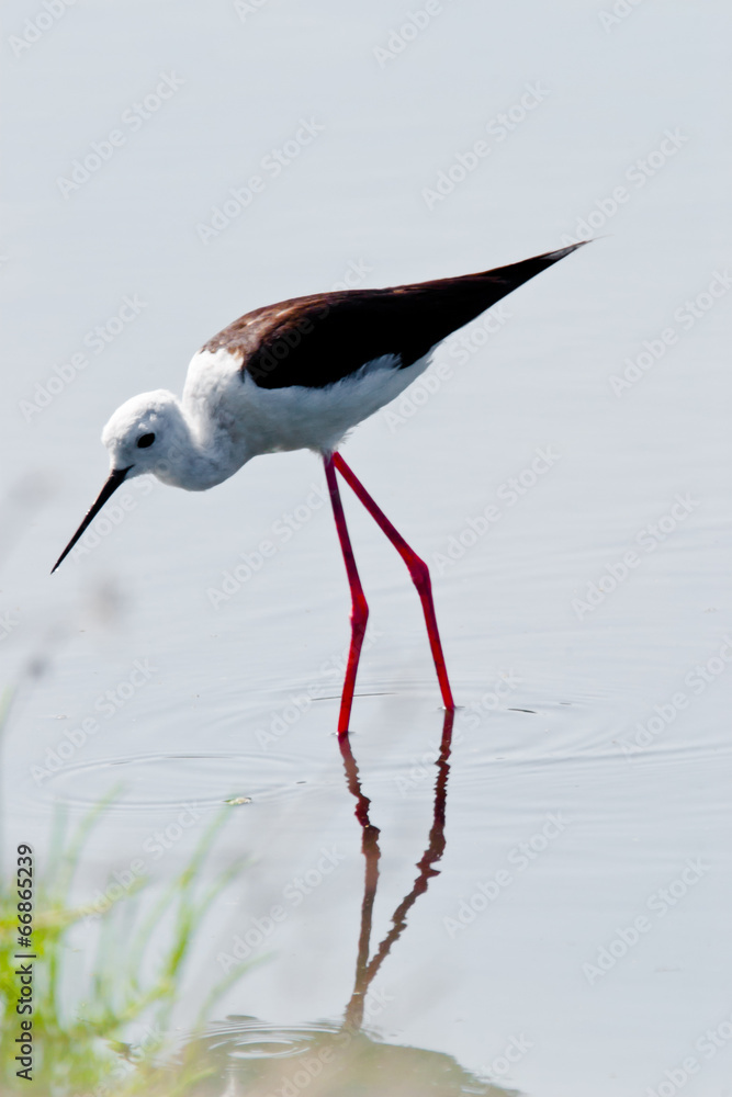 Obraz premium Black-Winged Stilt