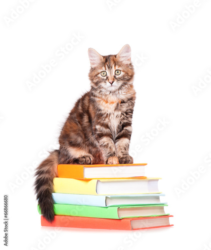 Kitten with books