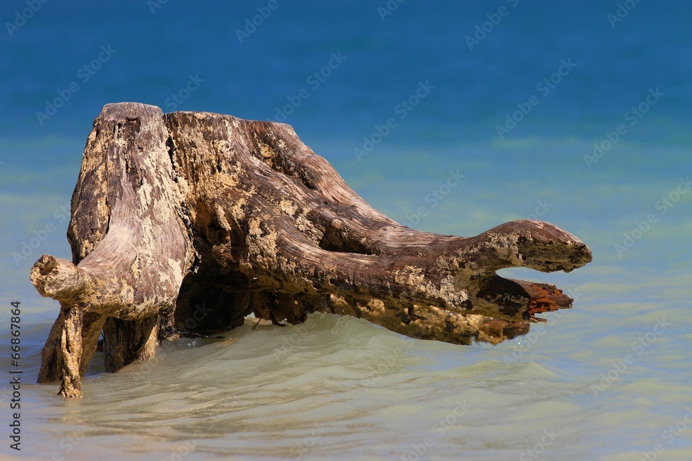 Souche d'arbre dans la mer