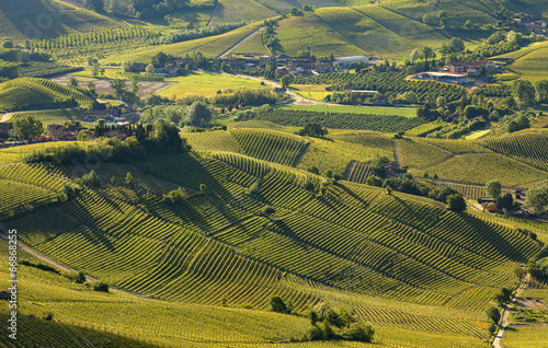 Green hills and vineyards of Piedmont in early morning in Italy. © Rostislav Glinsky