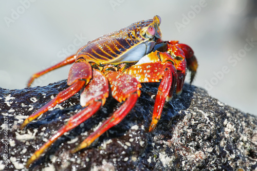 Galapagos red rock crabs
