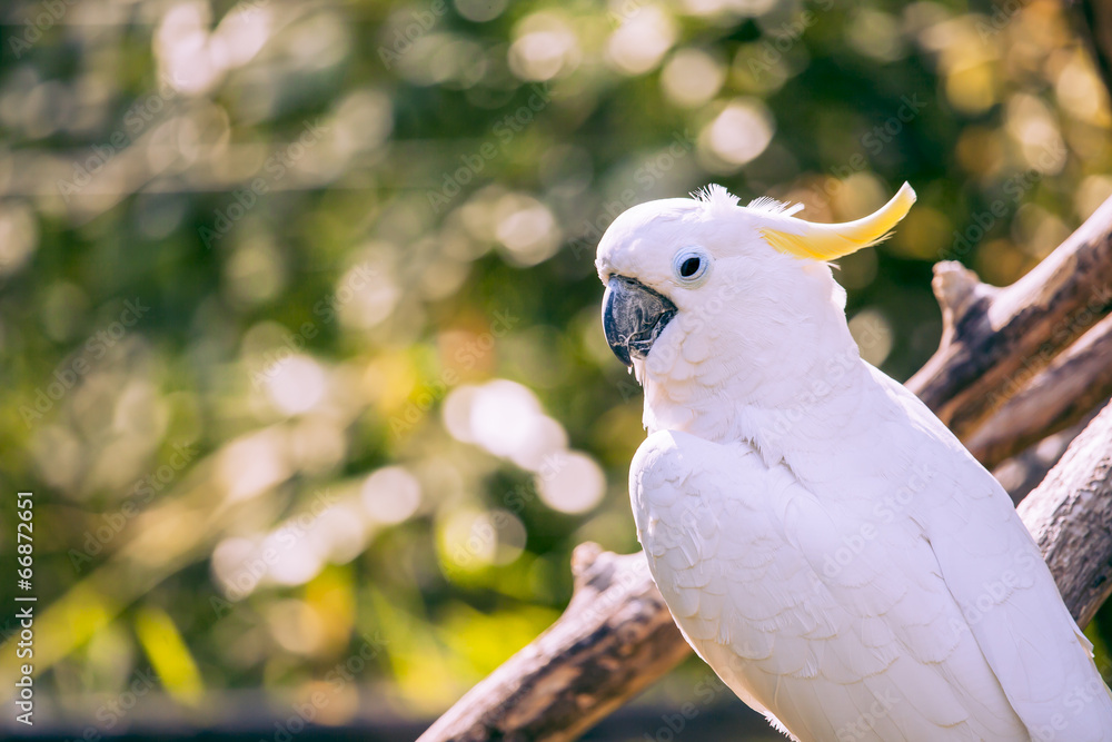 Close up of yellow crested cockatoo