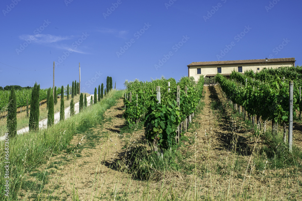 Fototapeta premium Vine plantations and farmhouse in Italy