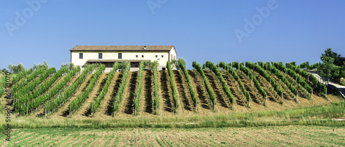 Vine plantations and farmhouse in Italy