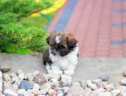 Young dog Shih Tzu photo