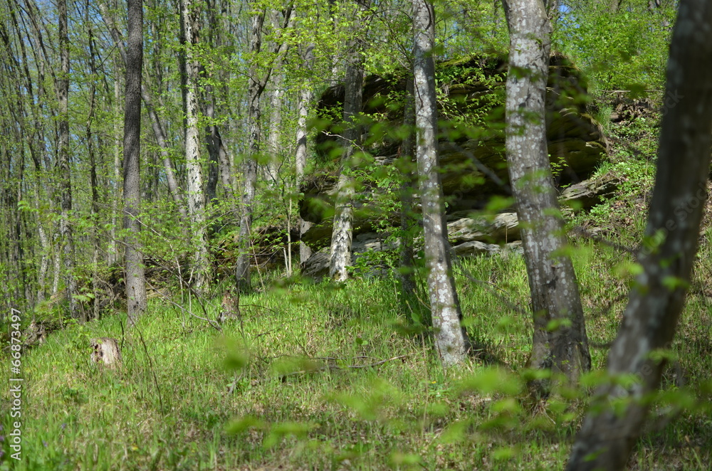 Green forest with trees and grass Green forest with trees and grass