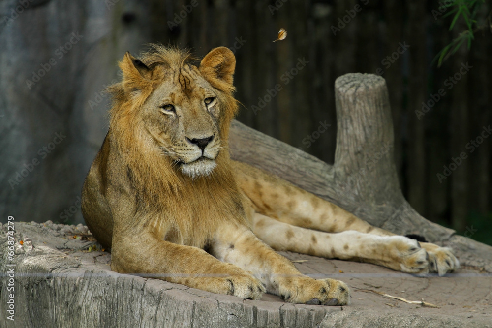 Obraz premium The Lion