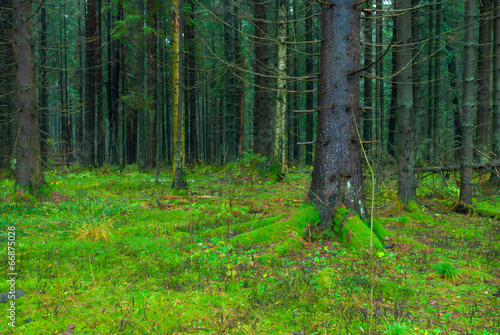 thick dark fir forest covered with moss