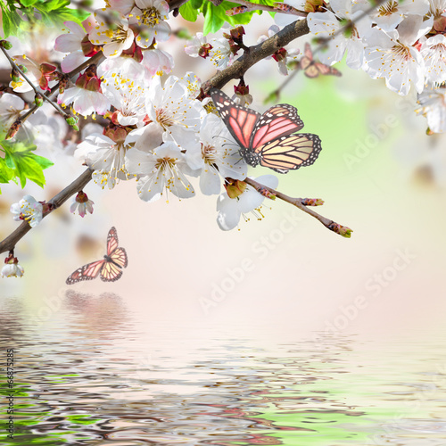 Apricot flowers in spring, floral background