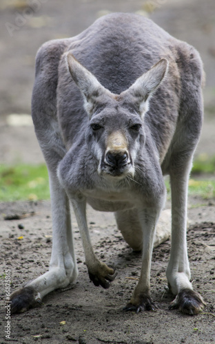 Giovane canguro grigio indispettito