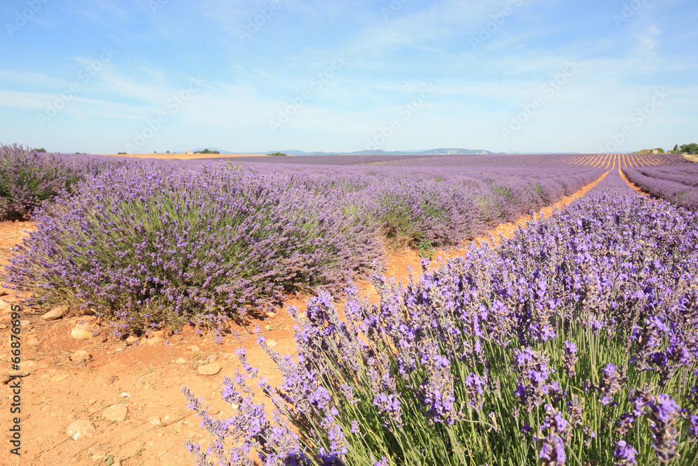 Fototapeta premium France - Valensole - Lavandes