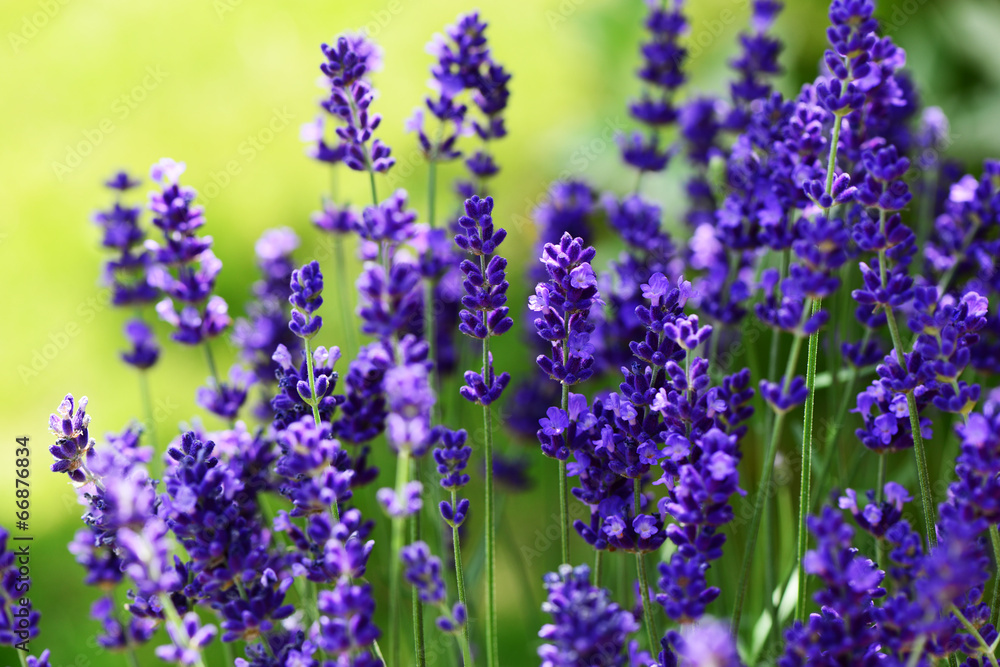 Lavendel Lavendel