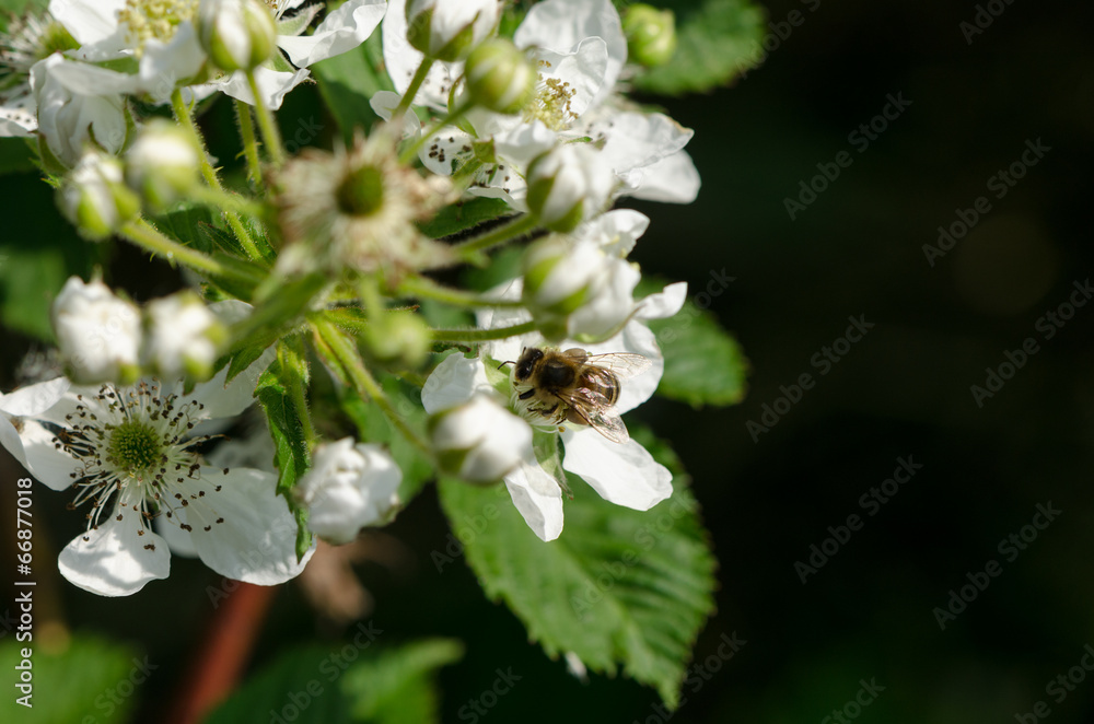 Fototapeta premium white blackberries florets fly small bees