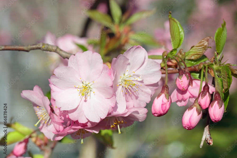 Obraz premium Pink Sakura