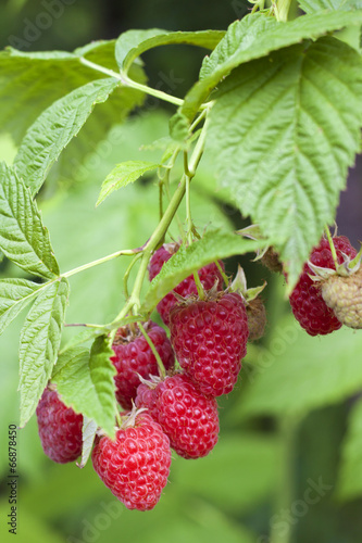 Raspberries growing on a branch