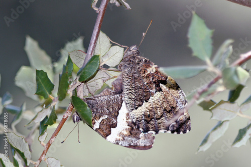 Mariposas rey moro copulando, brintesia circe, Sauceda photo