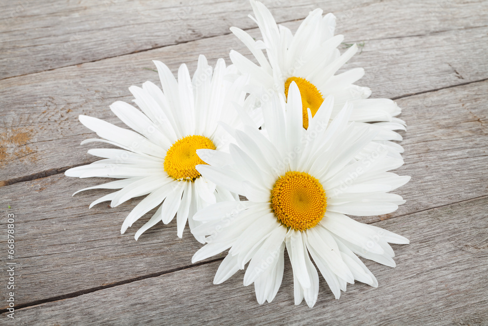 Obraz premium Daisy camomile flowers
