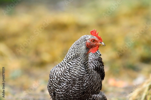 striped hen standing on farm yard