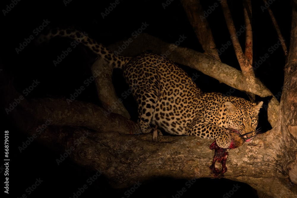 Obraz premium Hungry leopard eat dead prey in tree at night