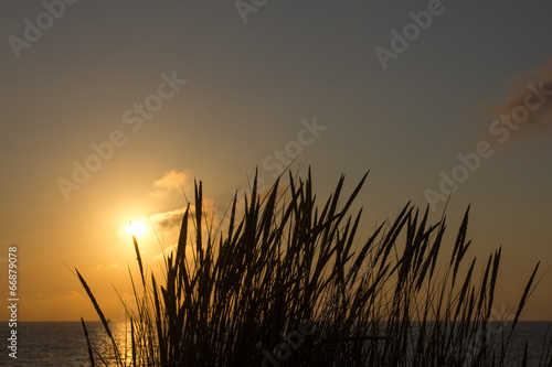 plants in the sundown at the shoreline in holland