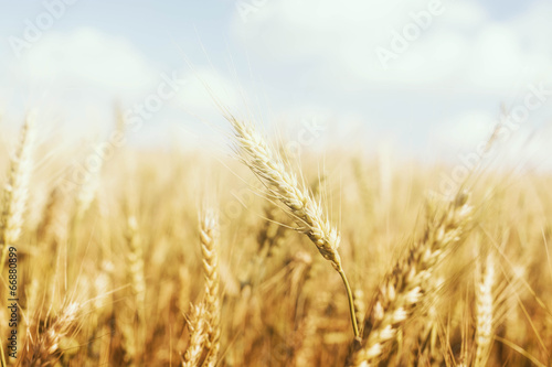 Golden Wheat Farm photo