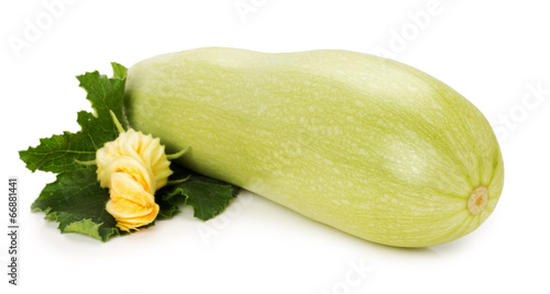 ripe zucchini with its flower on the white background