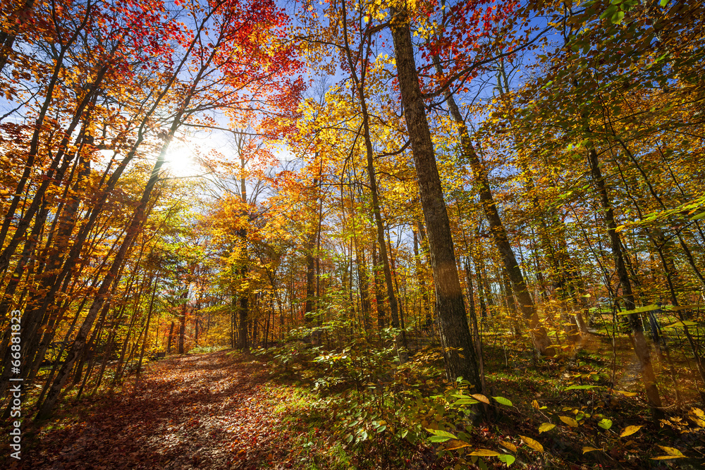 Obraz premium Sunshine in fall forest