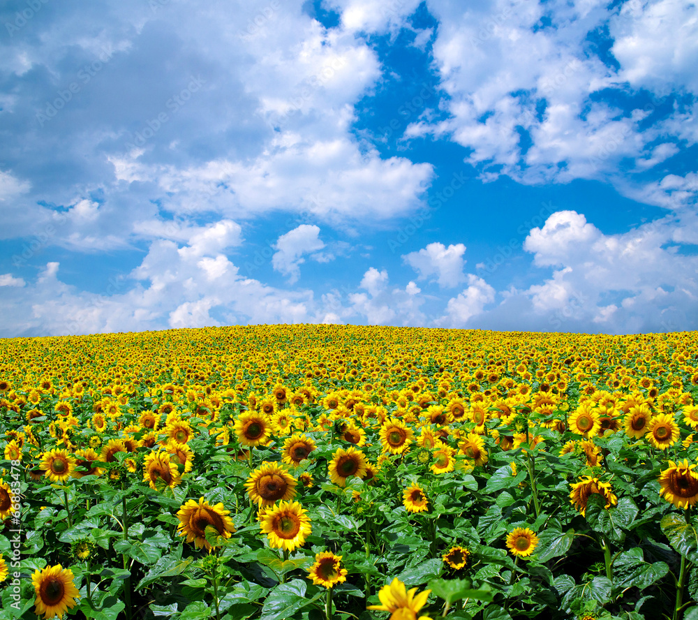 Naklejka premium sunflower field