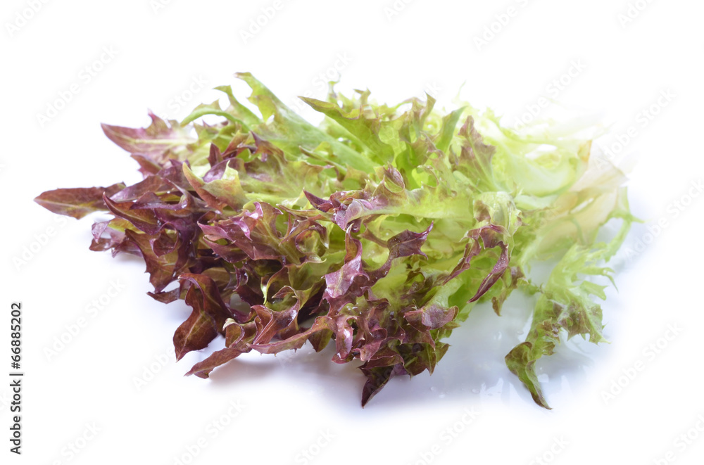 fresh red  lettuce leaves isolated on white