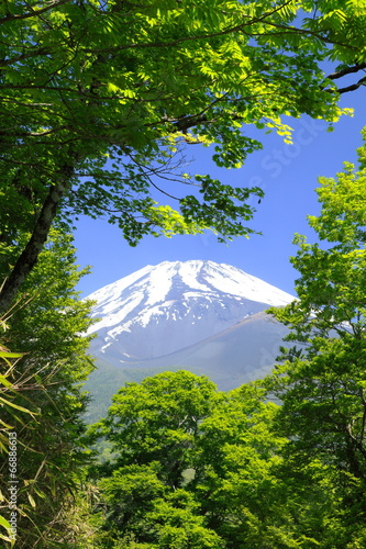 富士とブナの木