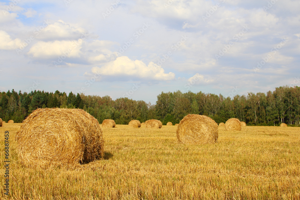 Haystacks in the field