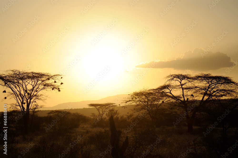 Fototapeta premium Sunset with African savanna trees