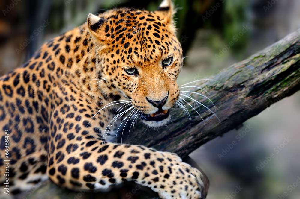 Obraz premium Lampart