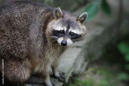Raccoon © byrdyak
