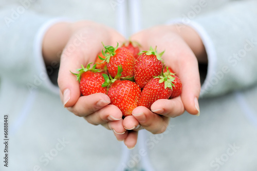Hands holding fresh strawberries