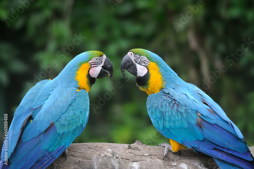 Parrot bird (Severe Macaw) © byrdyak