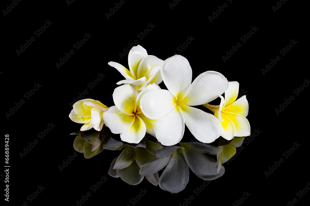 frangipani flower isolated on black background frangipani flower isolated on black background