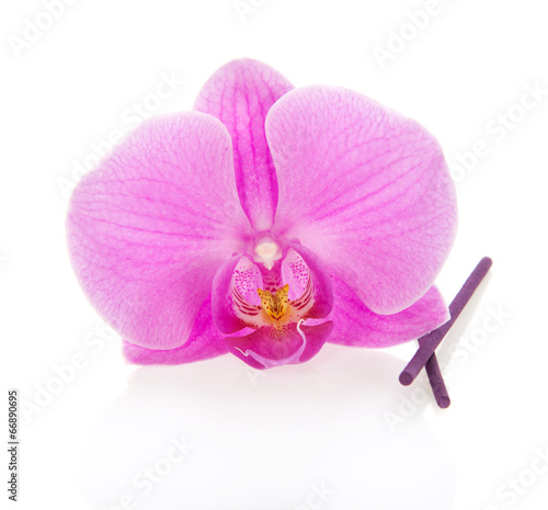 Orchid flower close up and the aromatic sticks