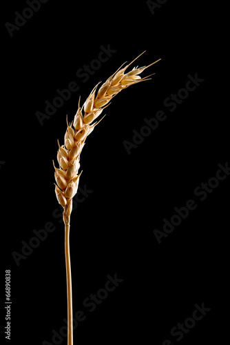 Wheat ear isolated on black background